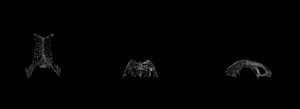 Rendering del volumen de materia glial con raycasting / Glial Matter Volume Rendering with raycasting